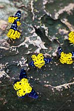 Butterfly swarm that have yellow and blue color on wings standing on the stones or rocks focus at bottom butterfly of frame.