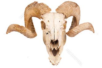 Animal skull with big horn