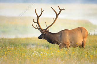 Elk Standing in Field of Deep Wild Flowers