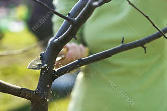 Spring apple trees pruning