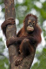 Monkey baby