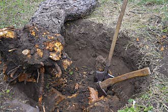 Uprooting old dry fruit tree in garden. Large pit with severed tree roots.  Fallen apple tree lies next to hole.