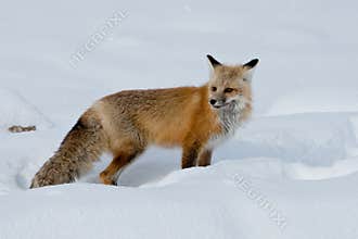 Adult Red Fox