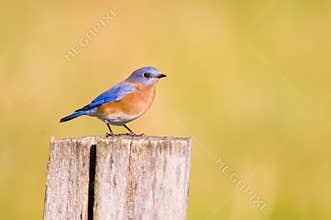 Bluebird on a fencepost