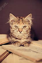 Cute Kitty