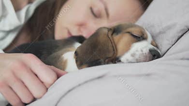 A beautiful woman sleeps in bed with a little puppy beagle.