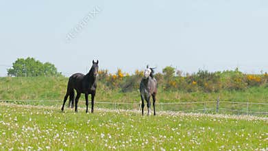 Horses standing in high grass, long mane