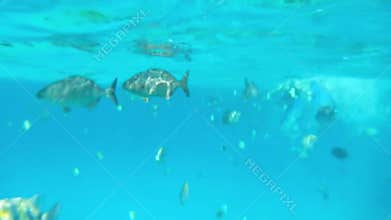 Snorkeling in Mexico, Video