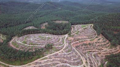 Old oil palm trees is cleared for replant