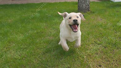 One lovely puppy dog Labrador running to the camera outdoor on the grassland. Slow motion