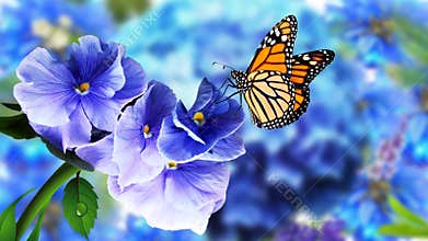 Butterfly on Flowers with Blurry Natural Background. Beautiful Butterfly Flower images