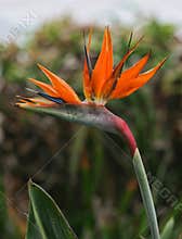Closeup of a Bird of Paradise flower.