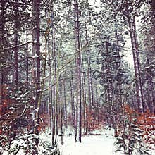 Tall pine trees and beech trees in winter landscape.