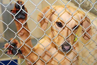 Cute Dog at an Animal Shelter