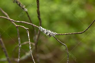 Lichen on a dry apple tree twig