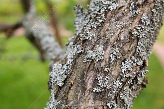 Lichen on apple tree