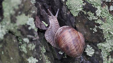 Snail on tree bark