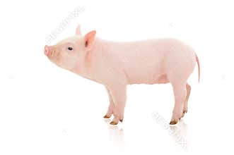 Pig