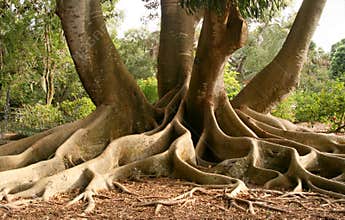 Roots of Bay Fig tree