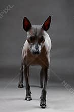Xoloitzcuintle Mexican Hairless Dog  stepping forward on neutral gray background