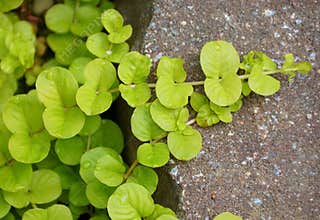 Beautiful Creeping Jenny ground cover plant climbing on top of a rock