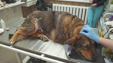 The doctor strokes a sick dog in a vet clinic.