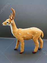 Roe deer animal of class Mammalia mammals