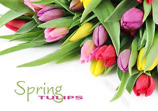Spring tulip flowers