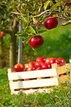 Apples in orchard