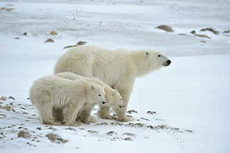 Polar she-bear with cubs.
