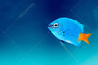 Yellowtail Damselfish (Chrysiptera parasema)