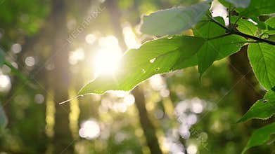 The wind blew the leaves swaying and the golden sun shining