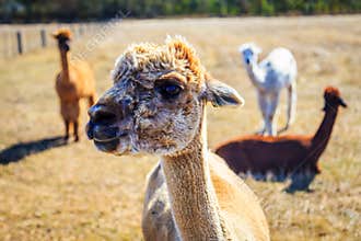 Alpaca and friends