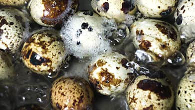 4k. Quail eggs are cooked in boiling water