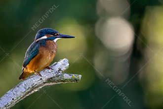 Kingfisher. Alcedo Atthis.