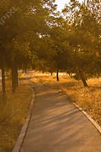 Backlit summer country road