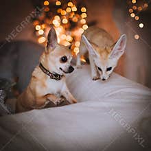Pretty Fennec fox cub with chihuahua dog in decorated room with Christmass tree.