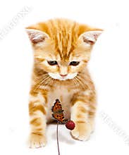 Kitty and butterfly