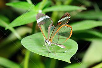 Butterfly on a leaf