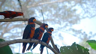 Group of parrots lory with blue and black feathers seated on a tree branch