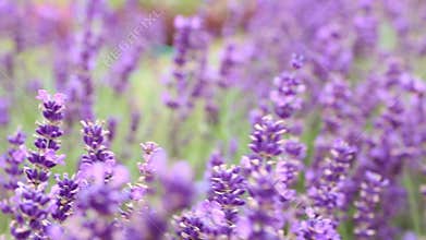 Closeup of purple lavender flowers. Selective focus. Movement under field of lavender.