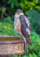 Eurasian Sparrowhawk - Accipiter nisus perched on a birdbath..