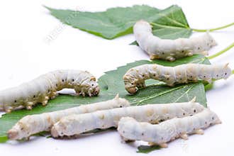 Silkworms eating mulberry leaves