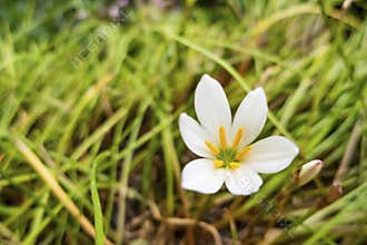 Fairy lily, florida native fall white flowers in nature
