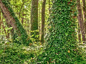 Old forest tree trunks covered with ivy