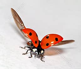 Ladybug