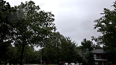 Bad weather storm blowing trees during heavy rain and strong wind.