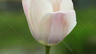 Blossoming white tulip head detail