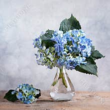 Hortensia Flowers