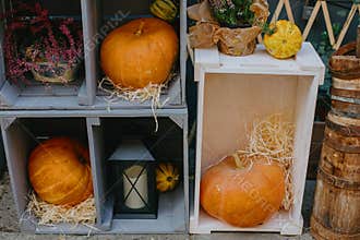 Halloween street decor. Pumpkins and autumn flowers on wooden boxes, rustic modern decor of city street in fall. Happy